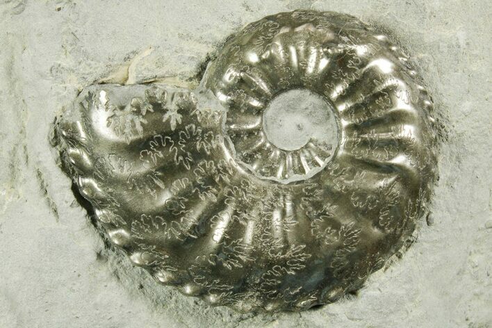Pyritized Jurassic Ammonite (Amaltheus) Fossil - France #367615